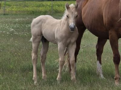 Bluestem Chicago JW<BR>AQHA PENDING